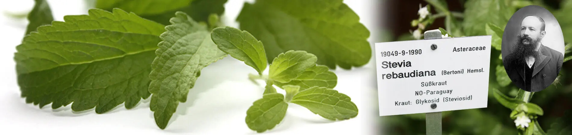 Origen e historia de la Stevia | Información | stevia-pura